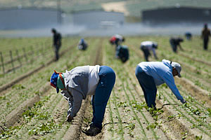 Field Workers